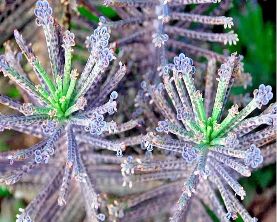 Mother Of Millions (Kalanchoe tubiflora) drought tolerant plant seed 25 Seeds