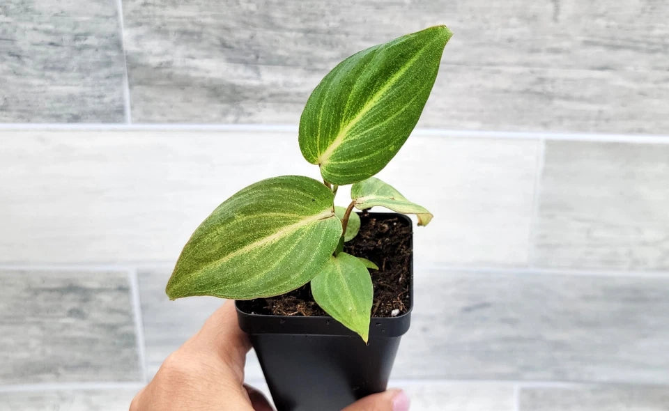 Philodendron Dean McDowell plant in 3" pot