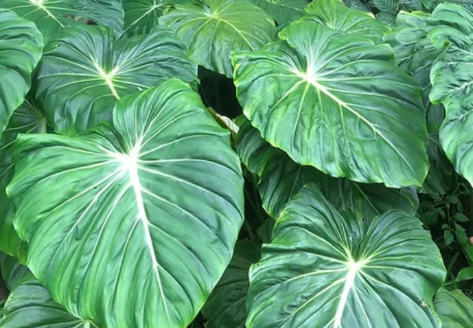 Philodendron Dean McDowell plant in 3" pot