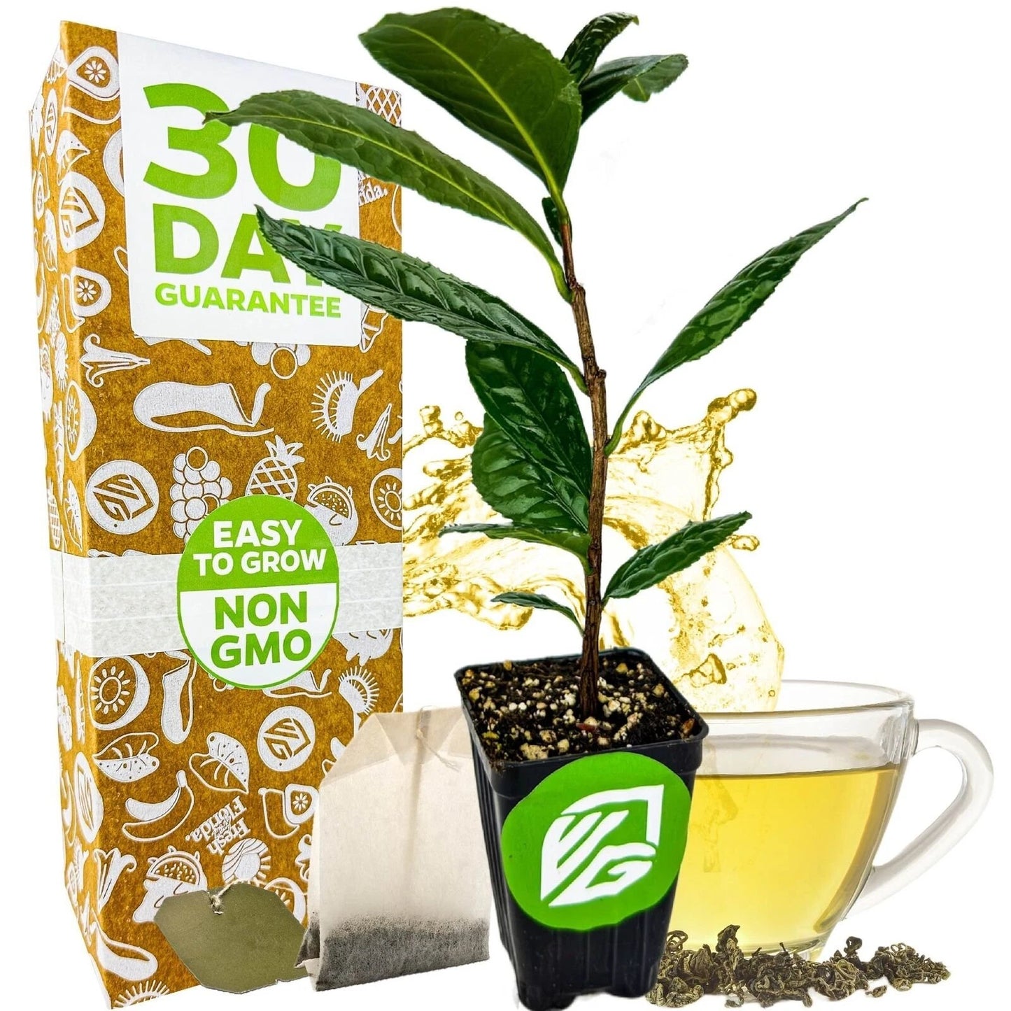 Tea Plant (Green Tea) - Camellia sinensis - Live Plant