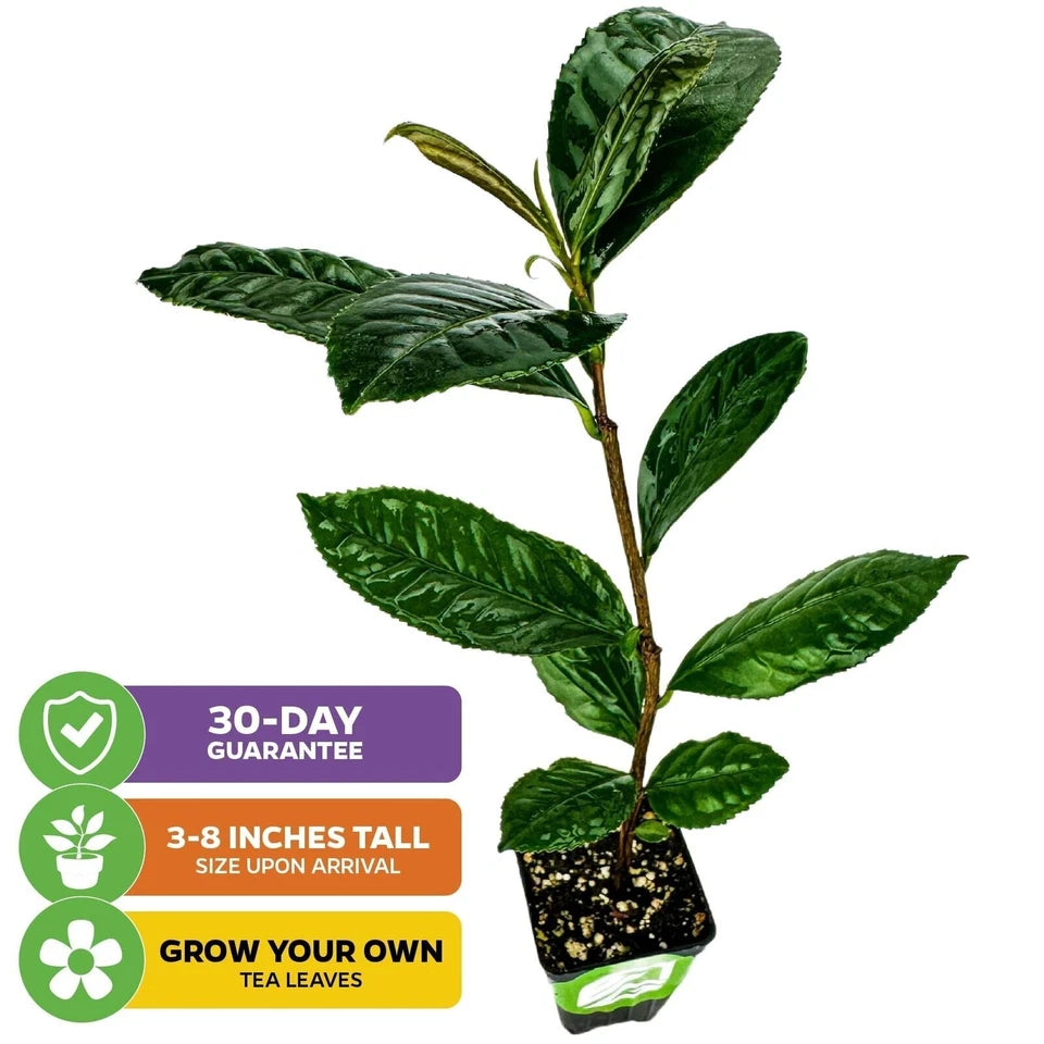 Tea Plant (Green Tea) - Camellia sinensis - Live Plant