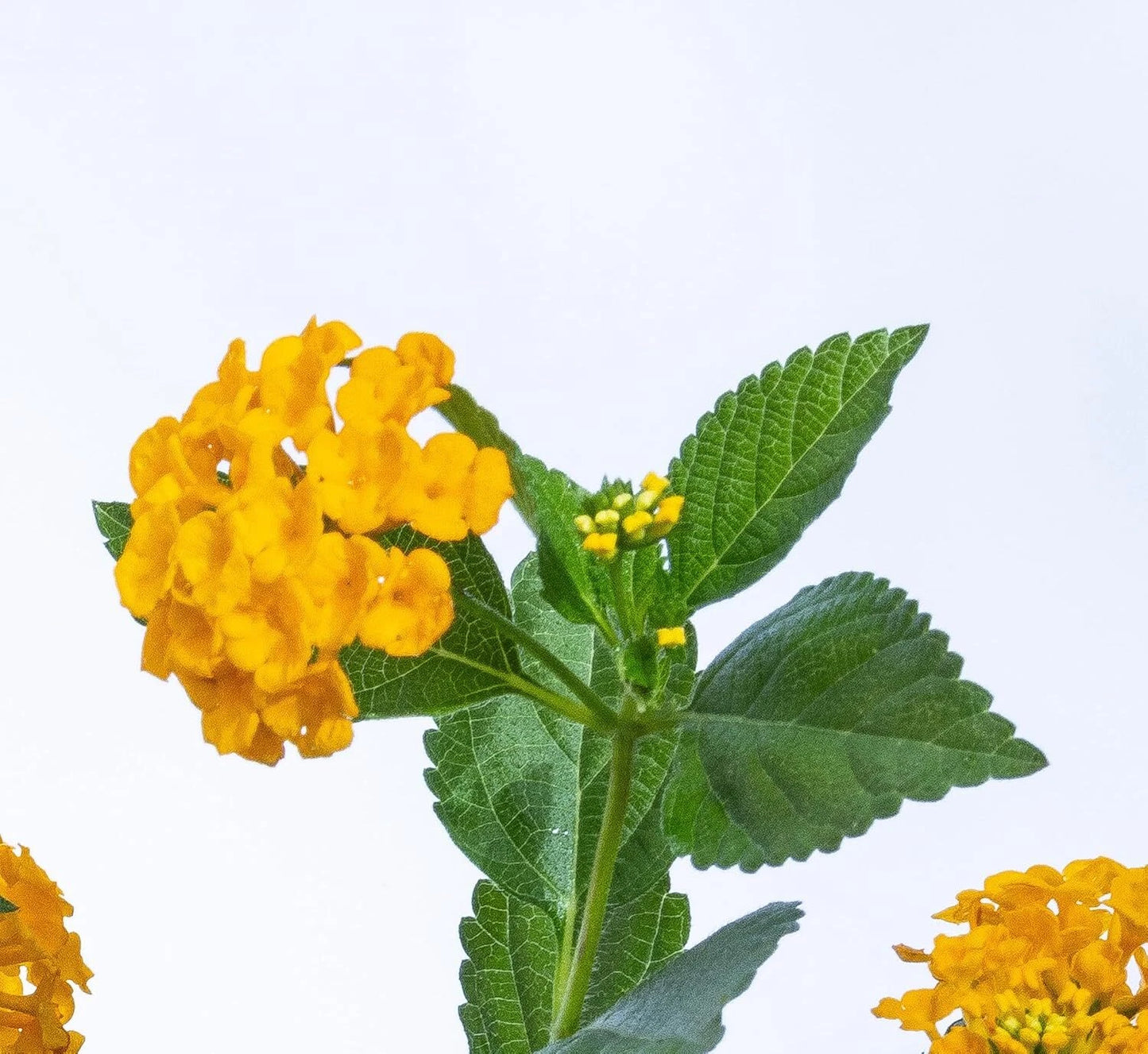 Lantana, Confetti, Irene, New Gold, Trailing White, Purple Trailing, Live Plants